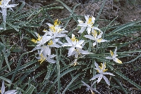 Leucocrinum montanum